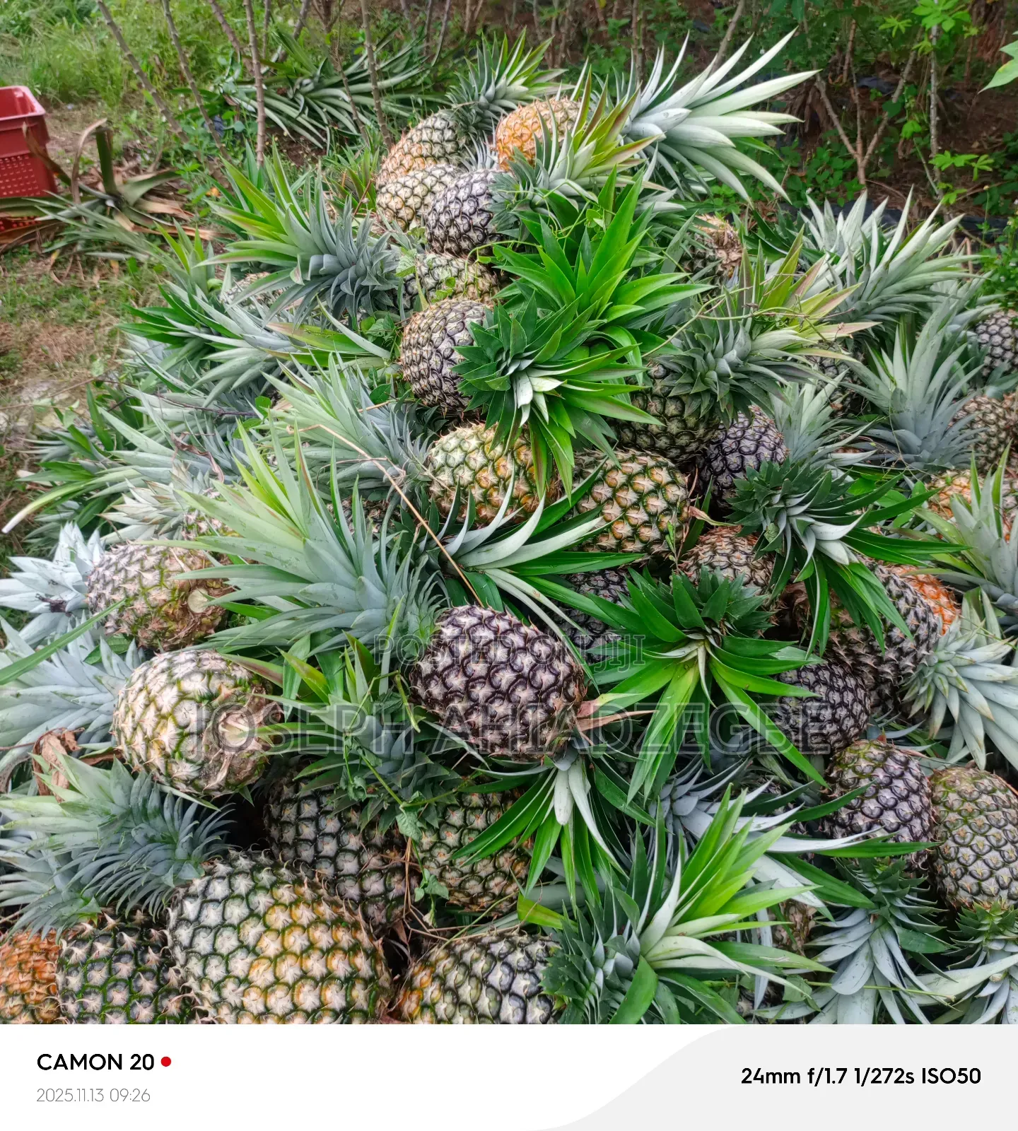 Smooth Cayenne Pineapple for Sale.