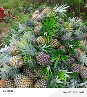 Smooth Cayenne Pineapple for Sale.