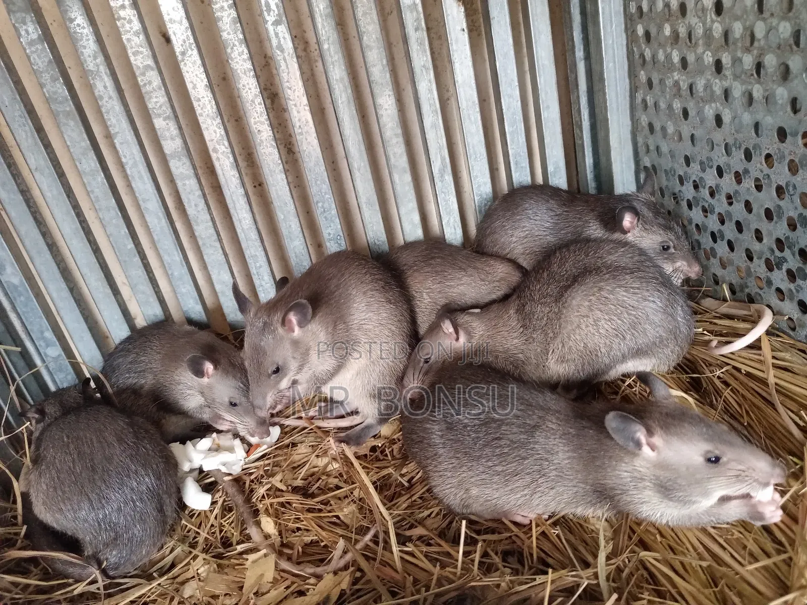 African Giant Pouched Rat (Kusie). Kindly Read Description