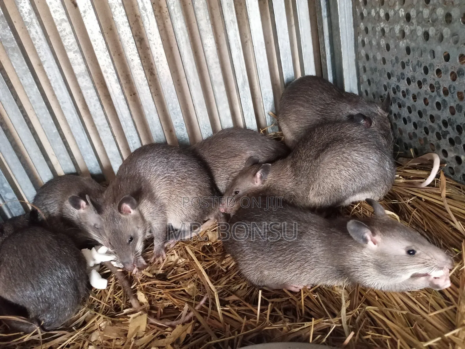 African Giant Pouched Rat (Kusie). Kindly Read Description