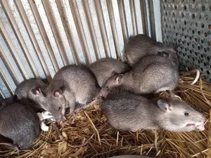 African Giant Pouched Rat (Kusie). Kindly Read Description