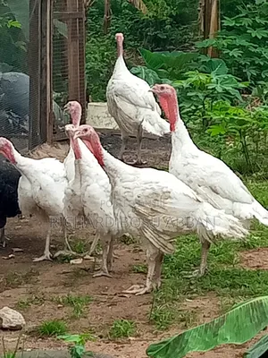 Mature Turkeys for Sale