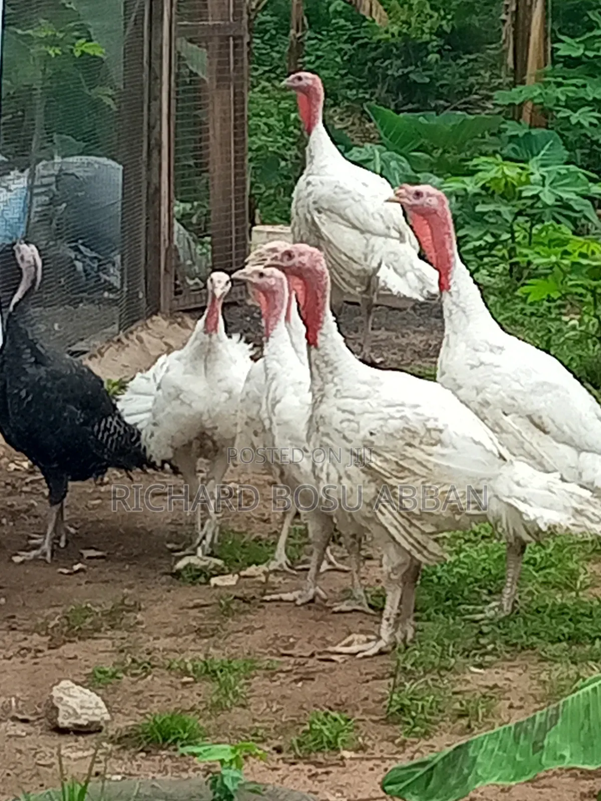 Mature Turkeys for Sale