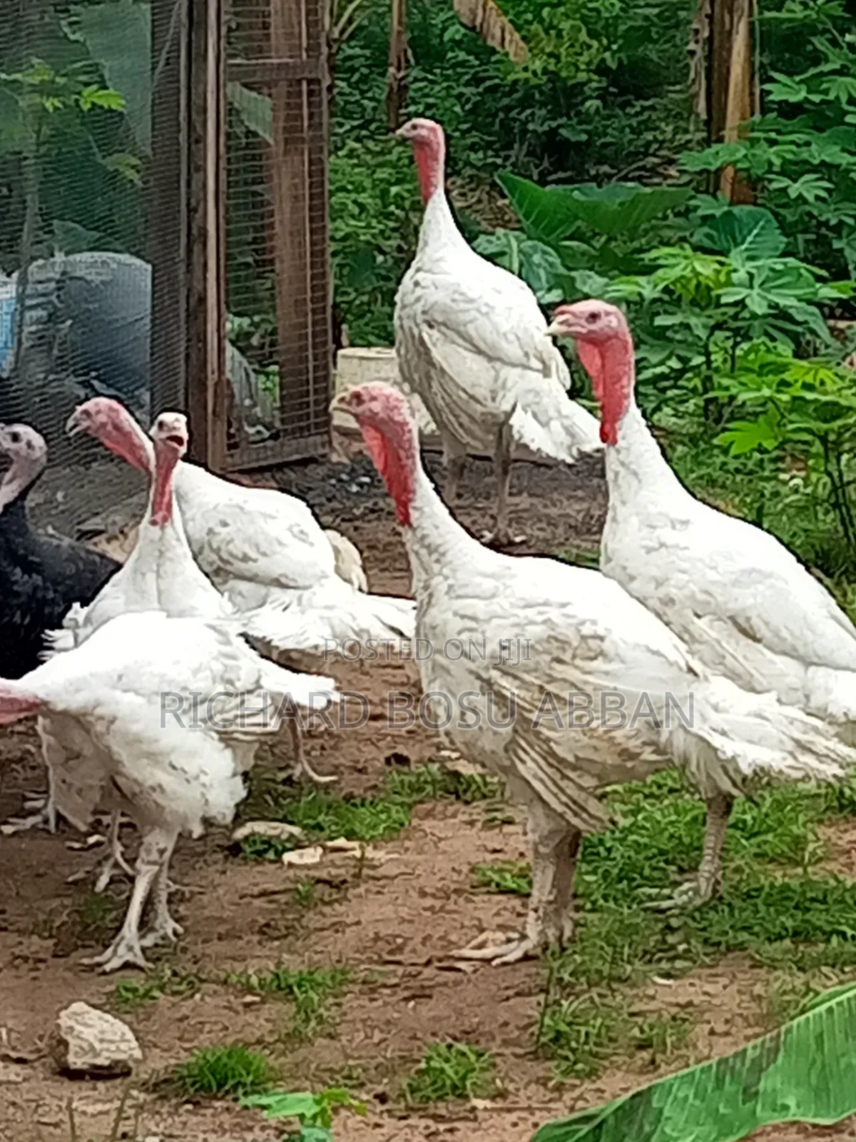 Mature Turkeys for Sale
