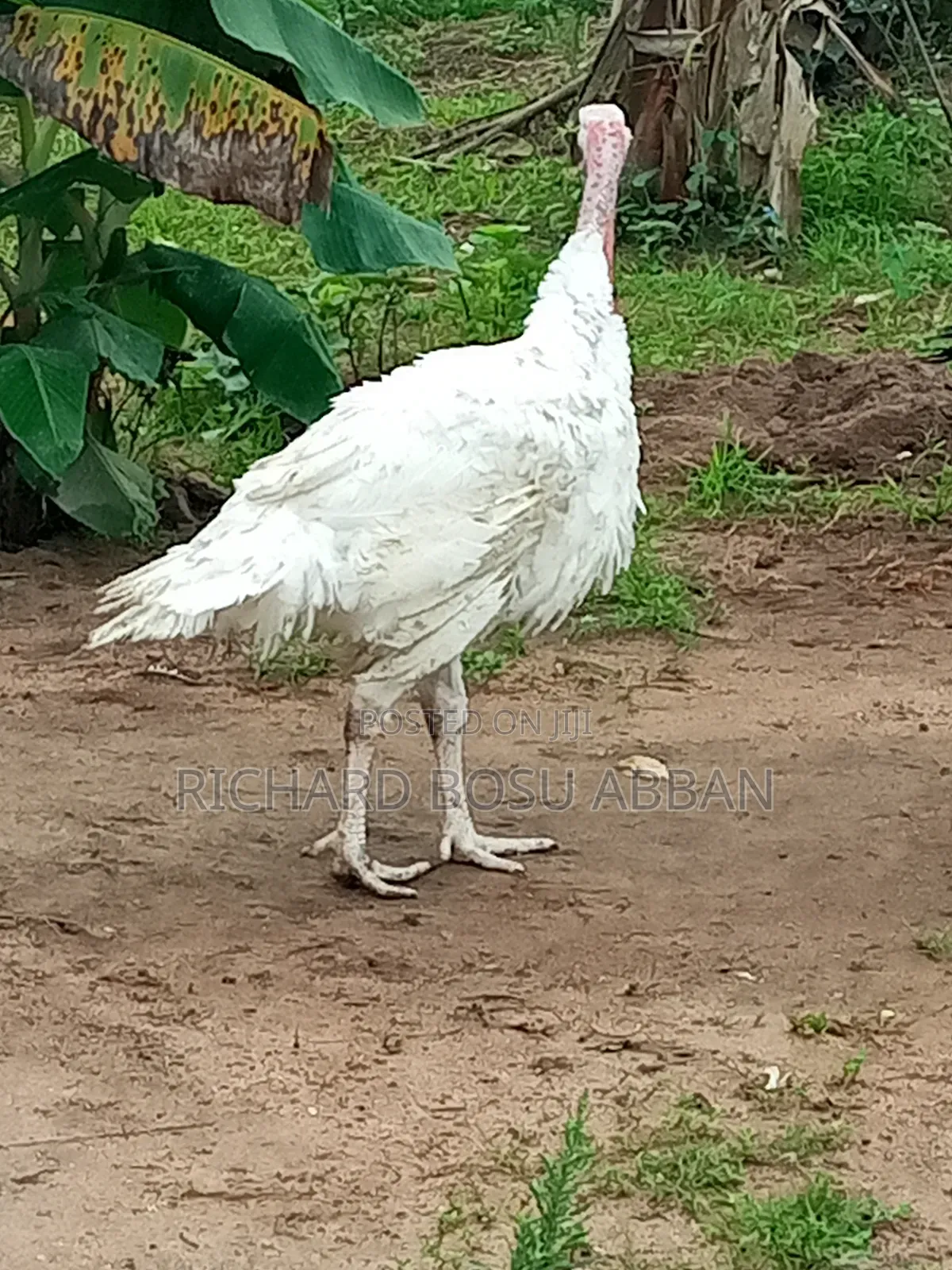 Mature Turkeys for Sale