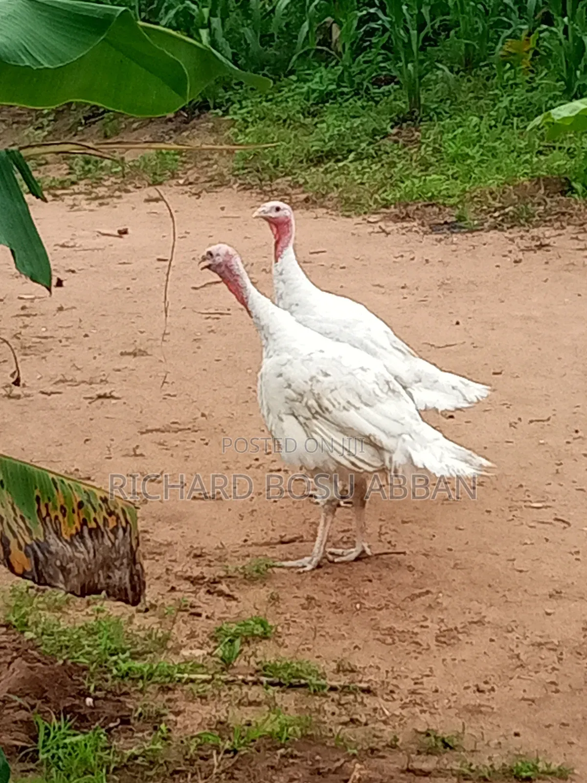 Mature Turkeys for Sale