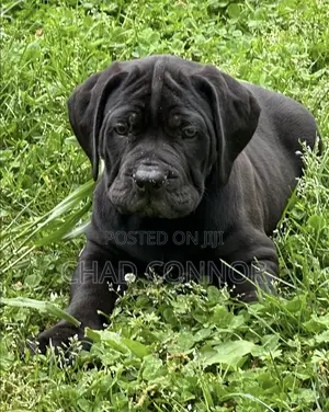 1-3 months Male Purebred Boerboel