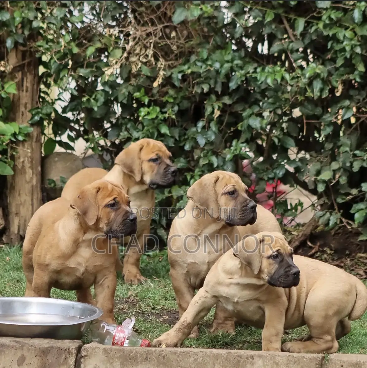 1-3 months Male Purebred Boerboel