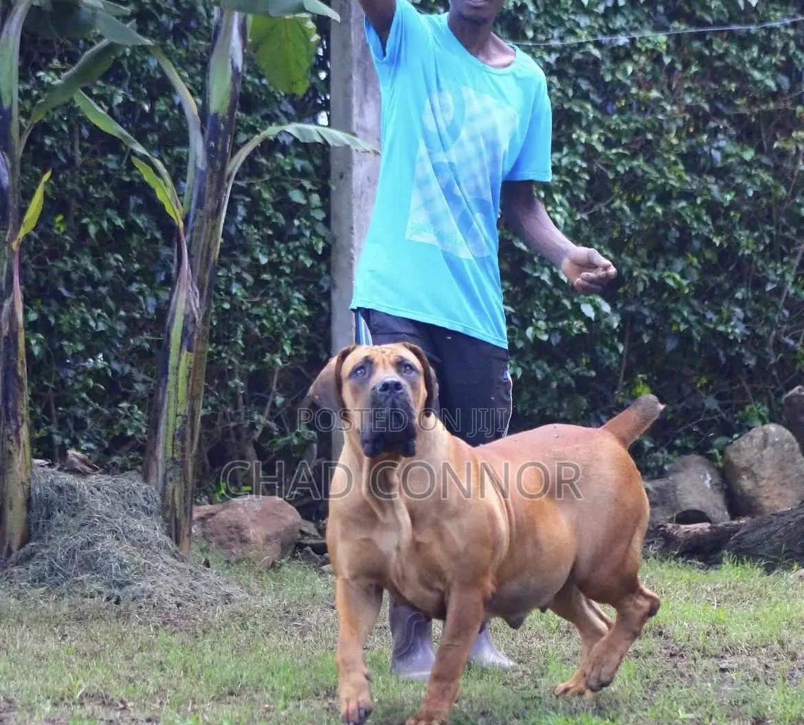 1-3 months Male Purebred Boerboel