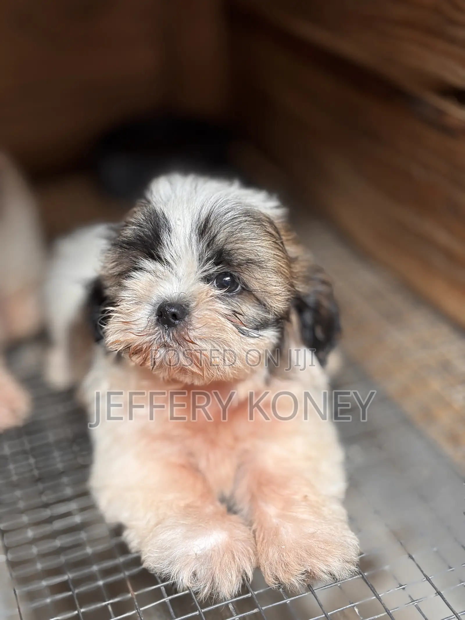 1-3 months Male Purebred Shih Tzu