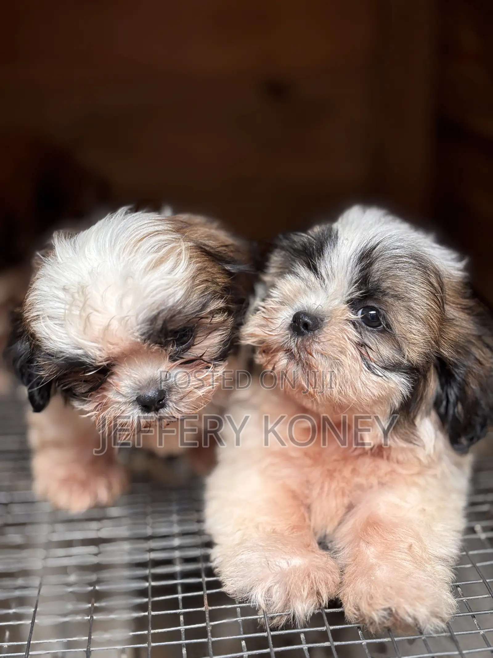 1-3 months Male Purebred Shih Tzu