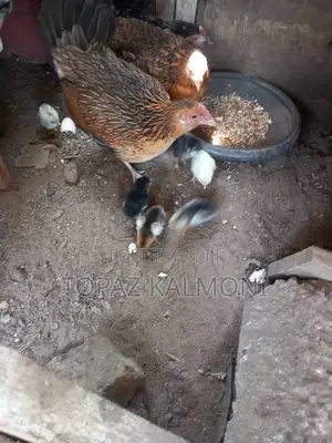 Organic Local Chickens 