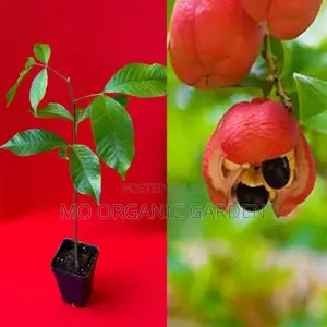 Ackee Fruit Plant Seedling