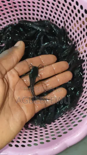 Fast Growing Catfish Juveniles Fingerlings Available In Stock