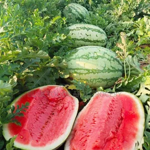 Water Melon Jumbo