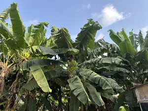 Fresh Plantain