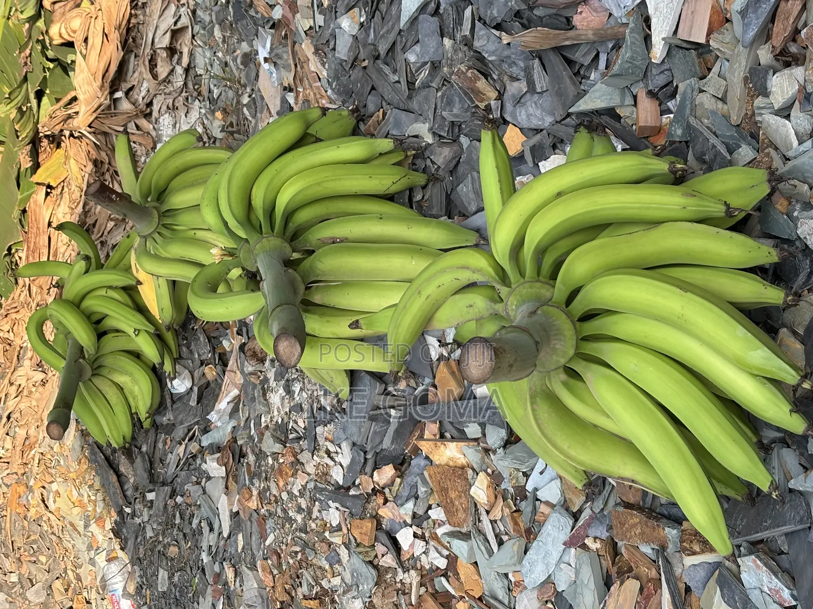 Fresh Plantain