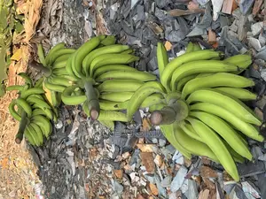 Fresh Plantain