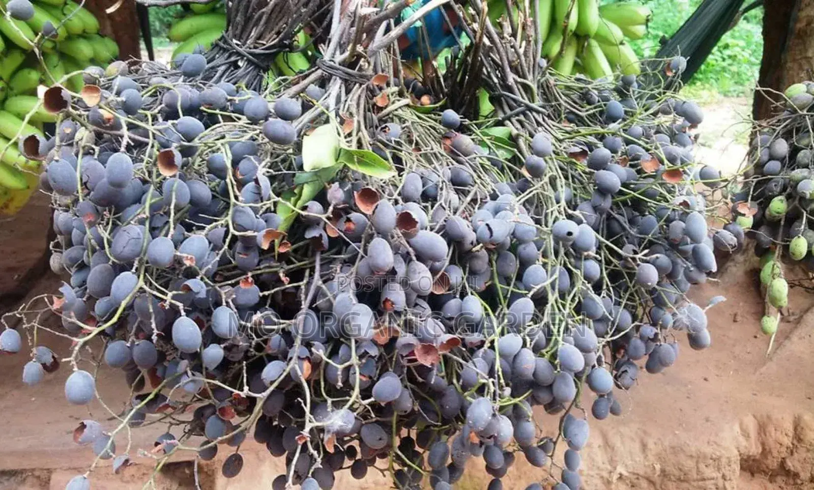 Velvet Tamarind Seedling (Yooyi Plant)