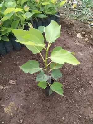 Italian Honey Fig Plant Seedling