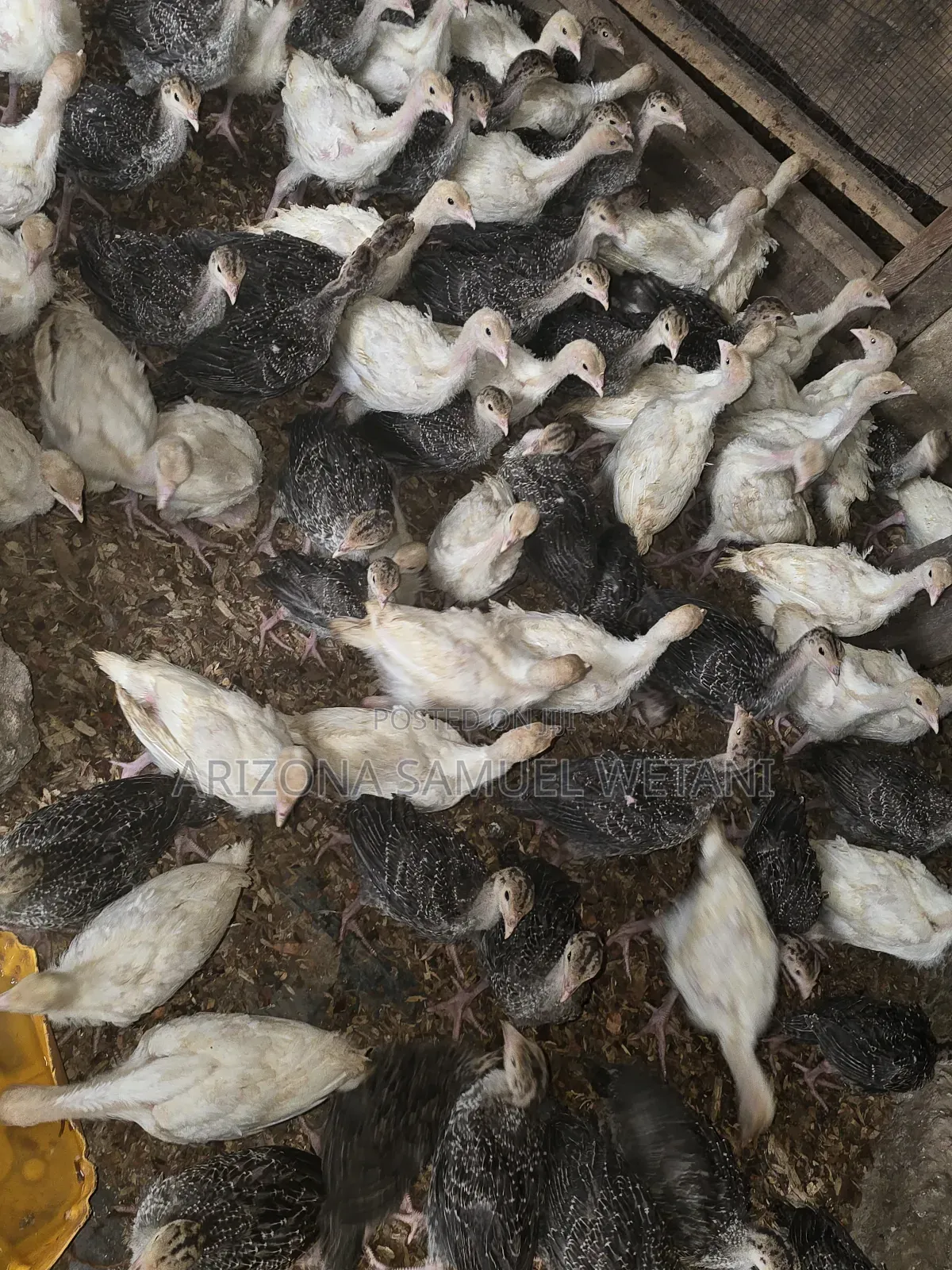 Foreign Turkeys (4months Old) for Sale