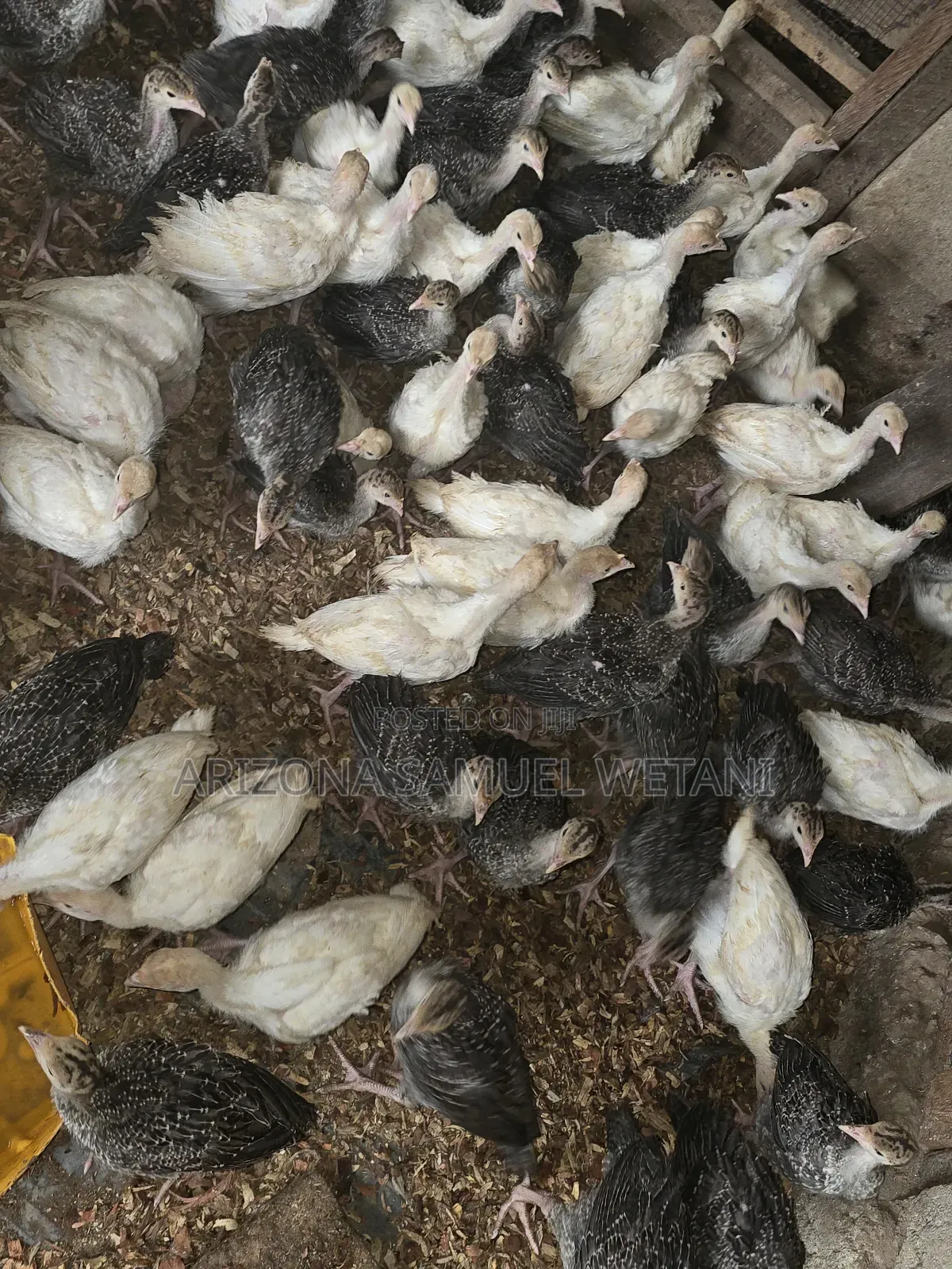 Foreign Turkeys (4months Old) for Sale