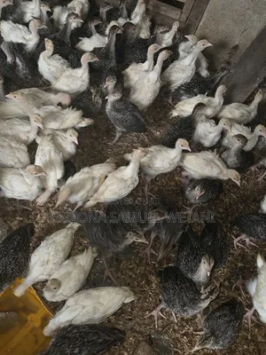 Foreign Turkeys (4months Old) for Sale