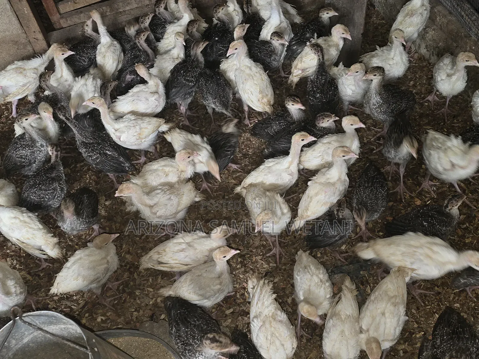 Foreign Turkeys (4months Old) for Sale