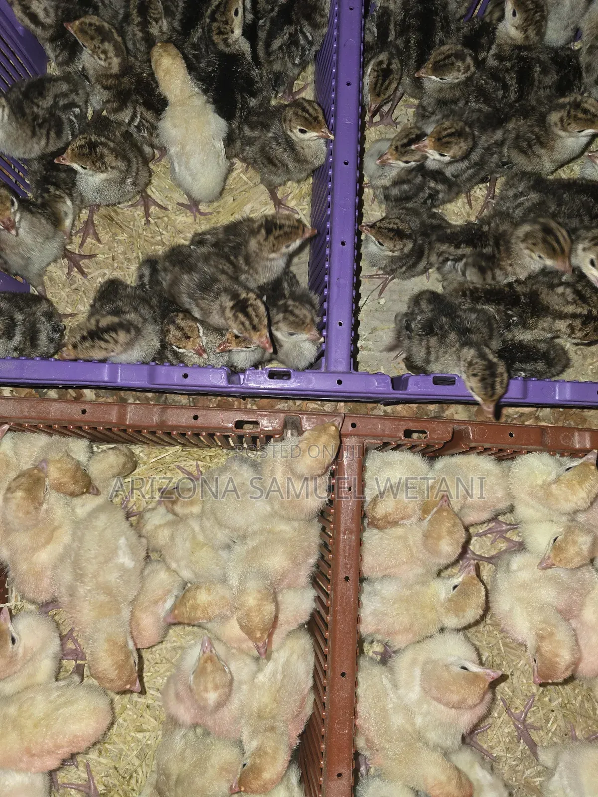 Foreign Turkeys (4months Old) for Sale