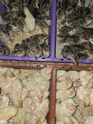 Foreign Turkeys (4months Old) for Sale
