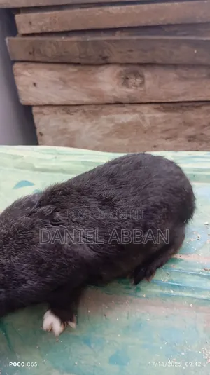 Healthy Rabbit Breeding Stock for Sale