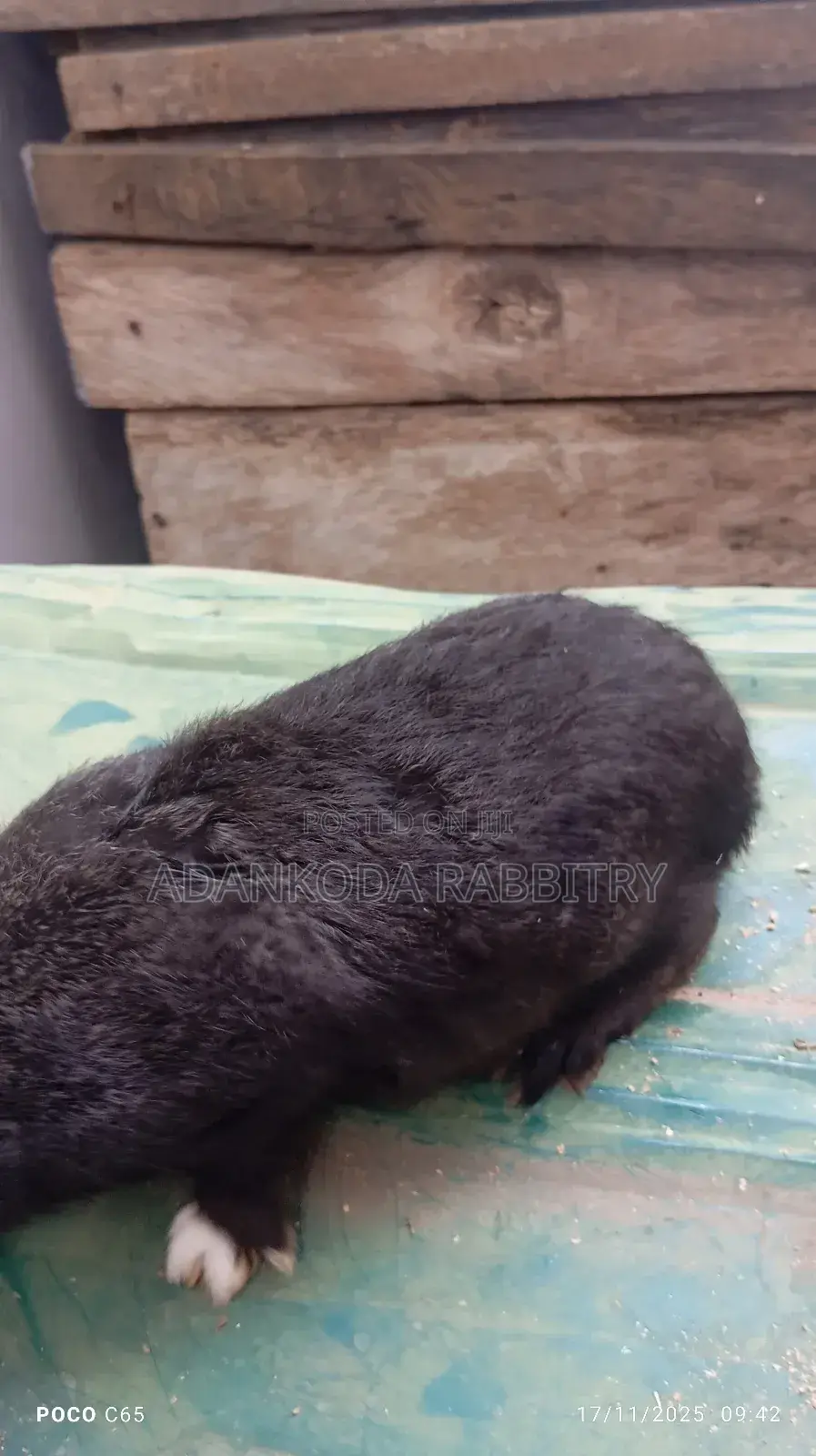 Healthy Rabbit Breeding Stock for Sale