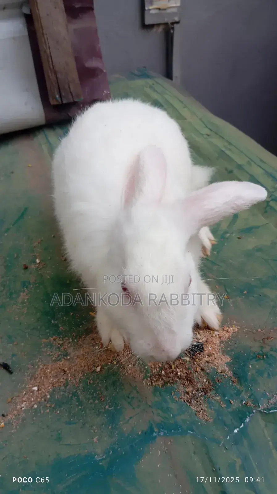Healthy Rabbit Breeding Stock for Sale