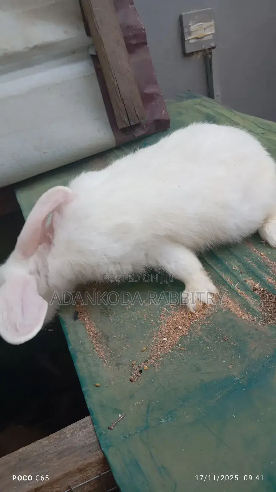 Healthy Rabbit Breeding Stock for Sale