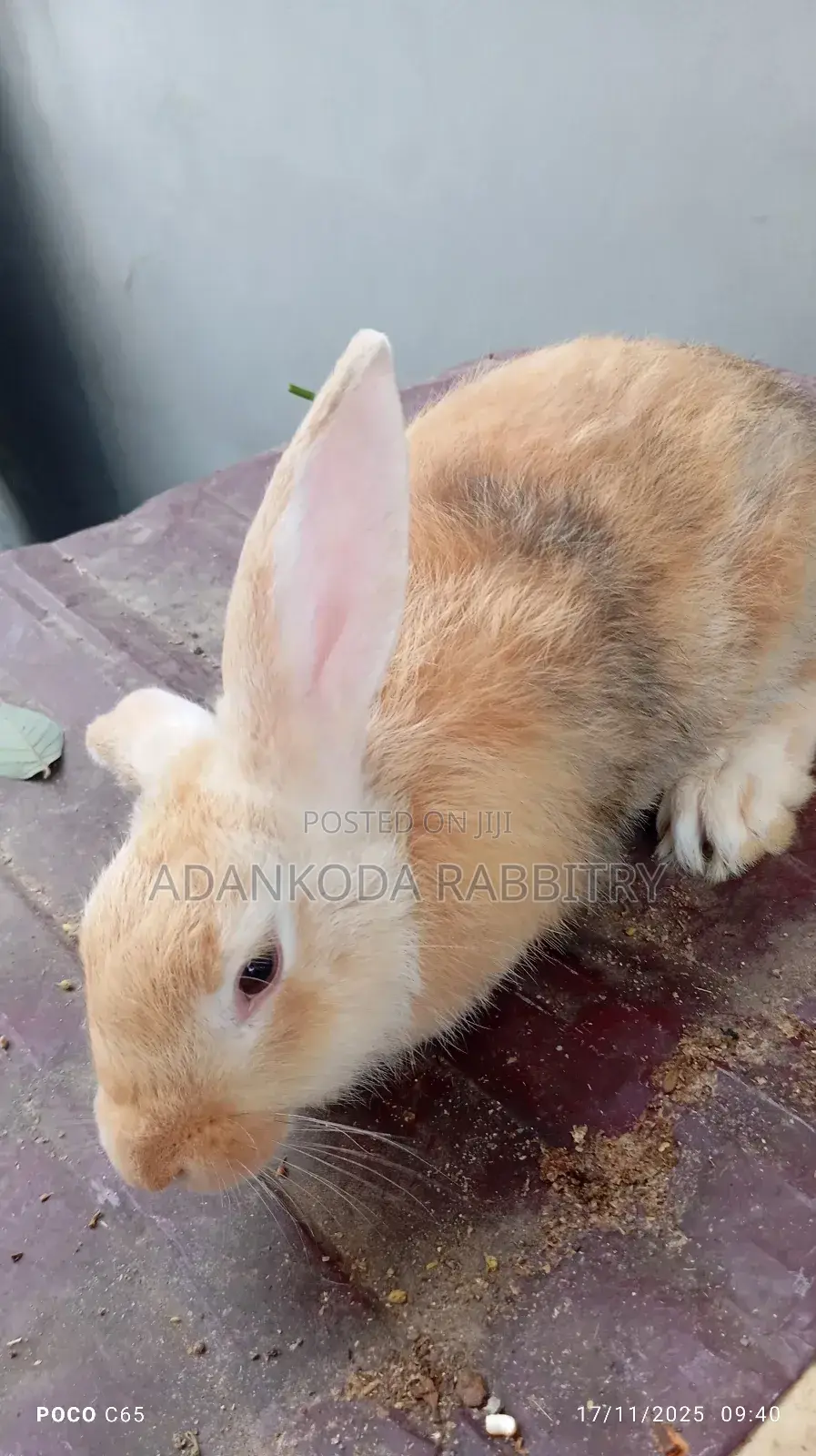 Healthy Rabbit Breeding Stock for Sale