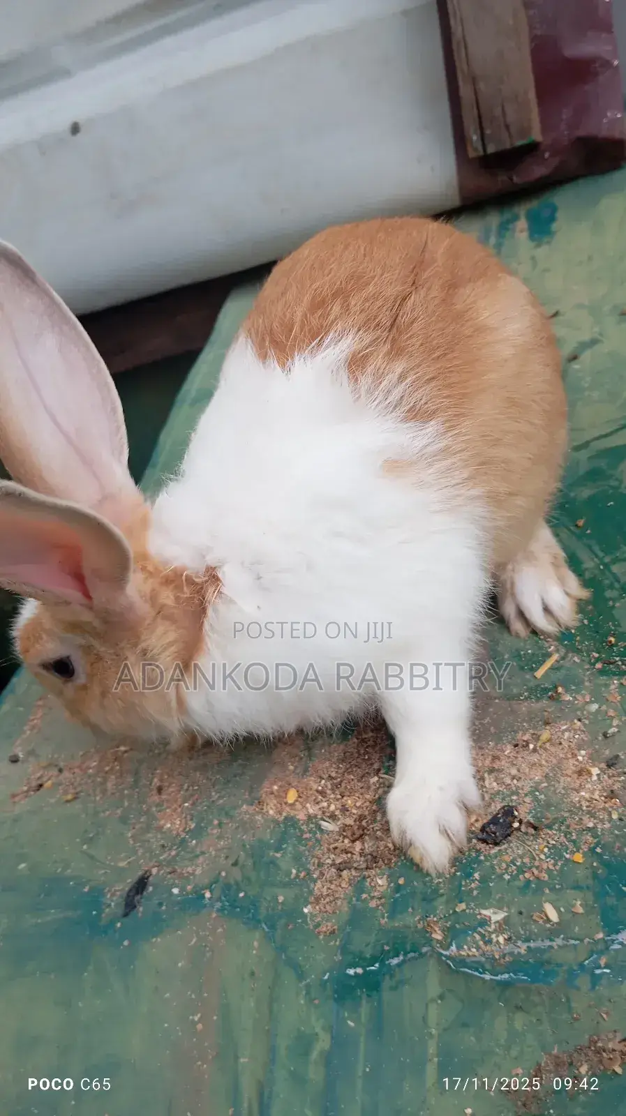 Healthy Rabbit Breeding Stock for Sale