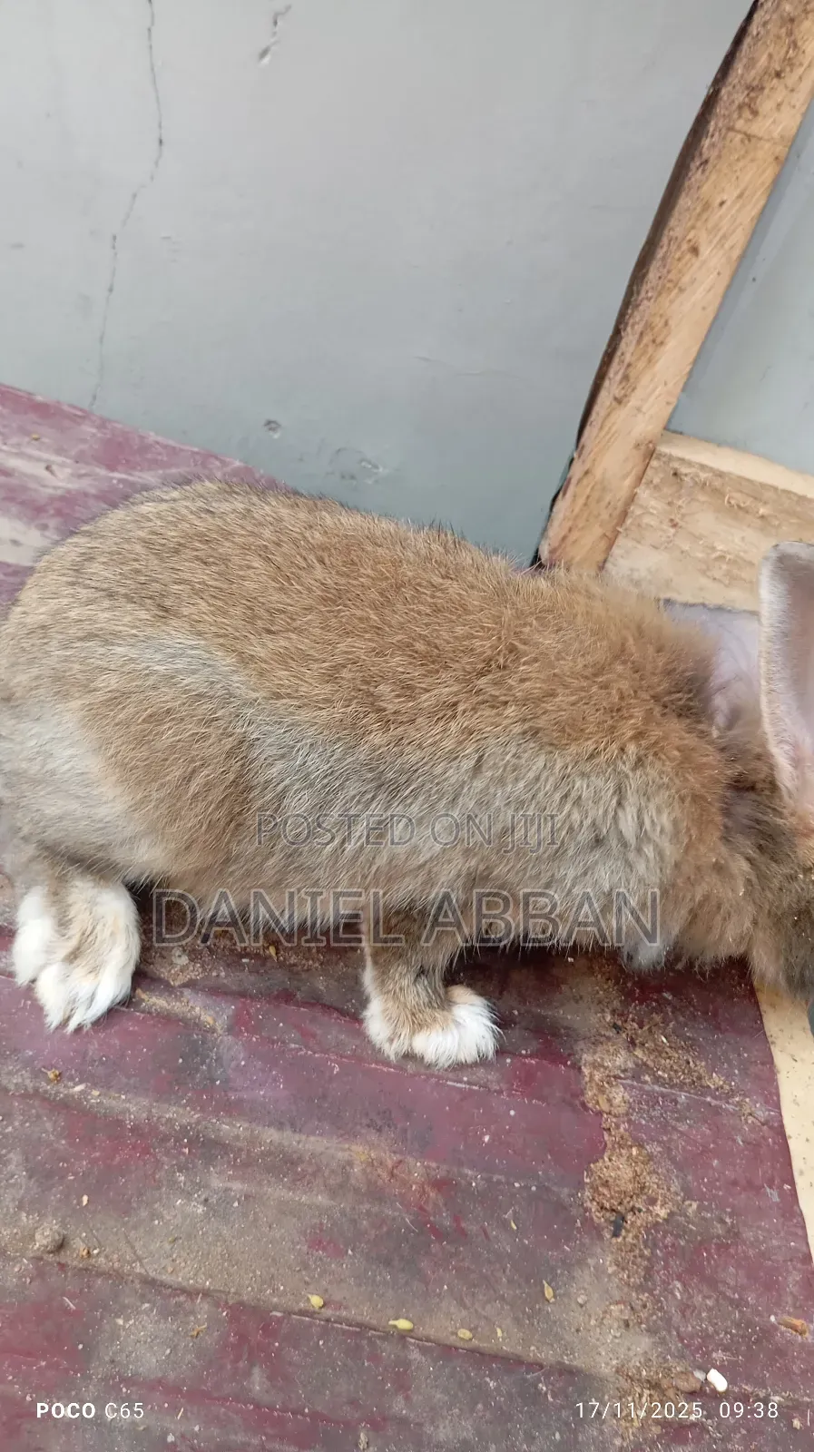 Healthy Rabbit Breeding Stock for Sale