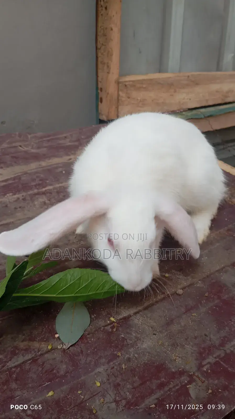 Healthy Rabbit Breeding Stock for Sale