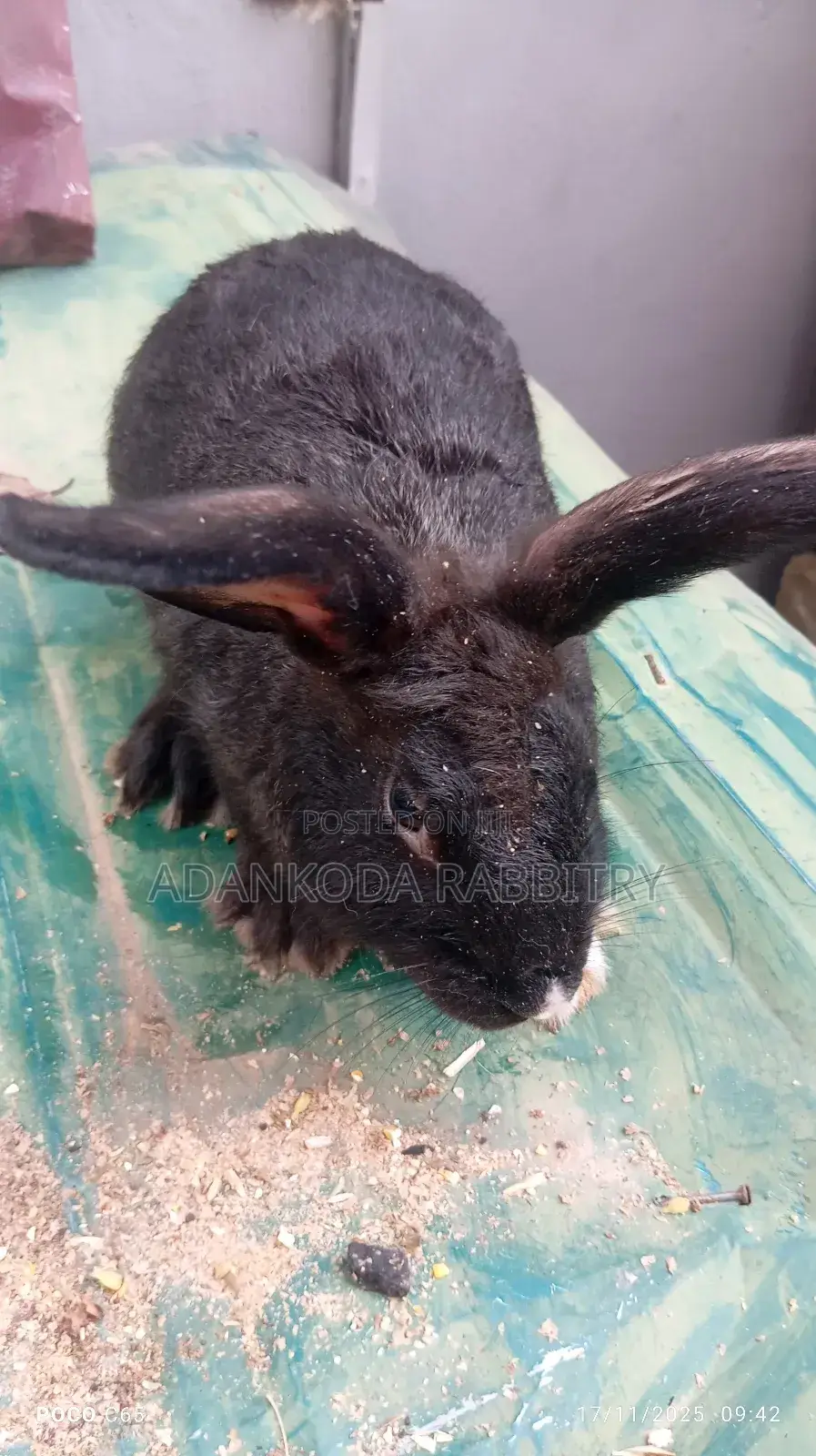 Healthy Rabbit Breeding Stock for Sale