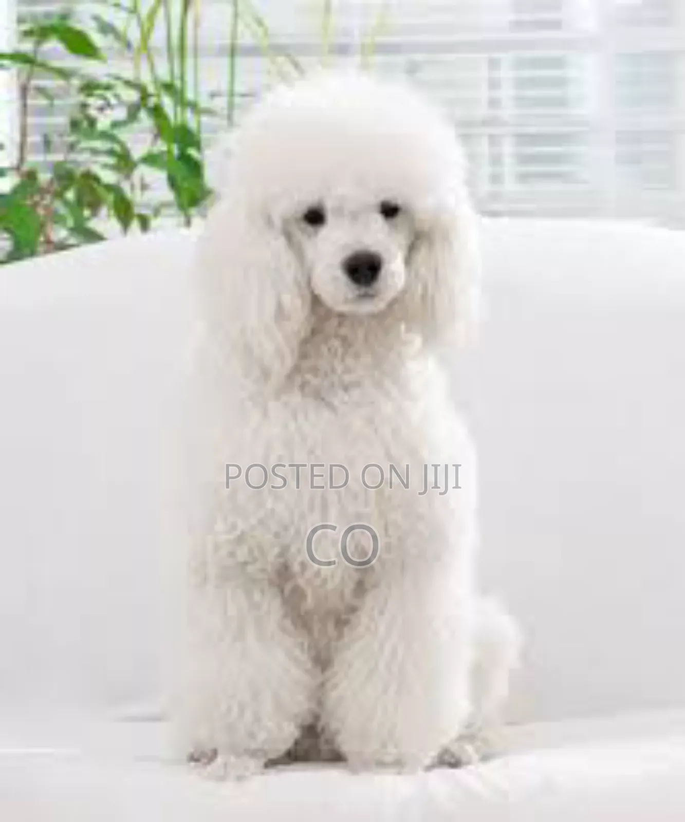 3-6 months Male Purebred Poodle