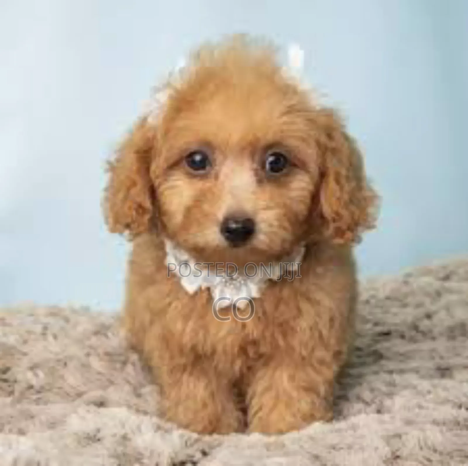3-6 months Male Purebred Poodle
