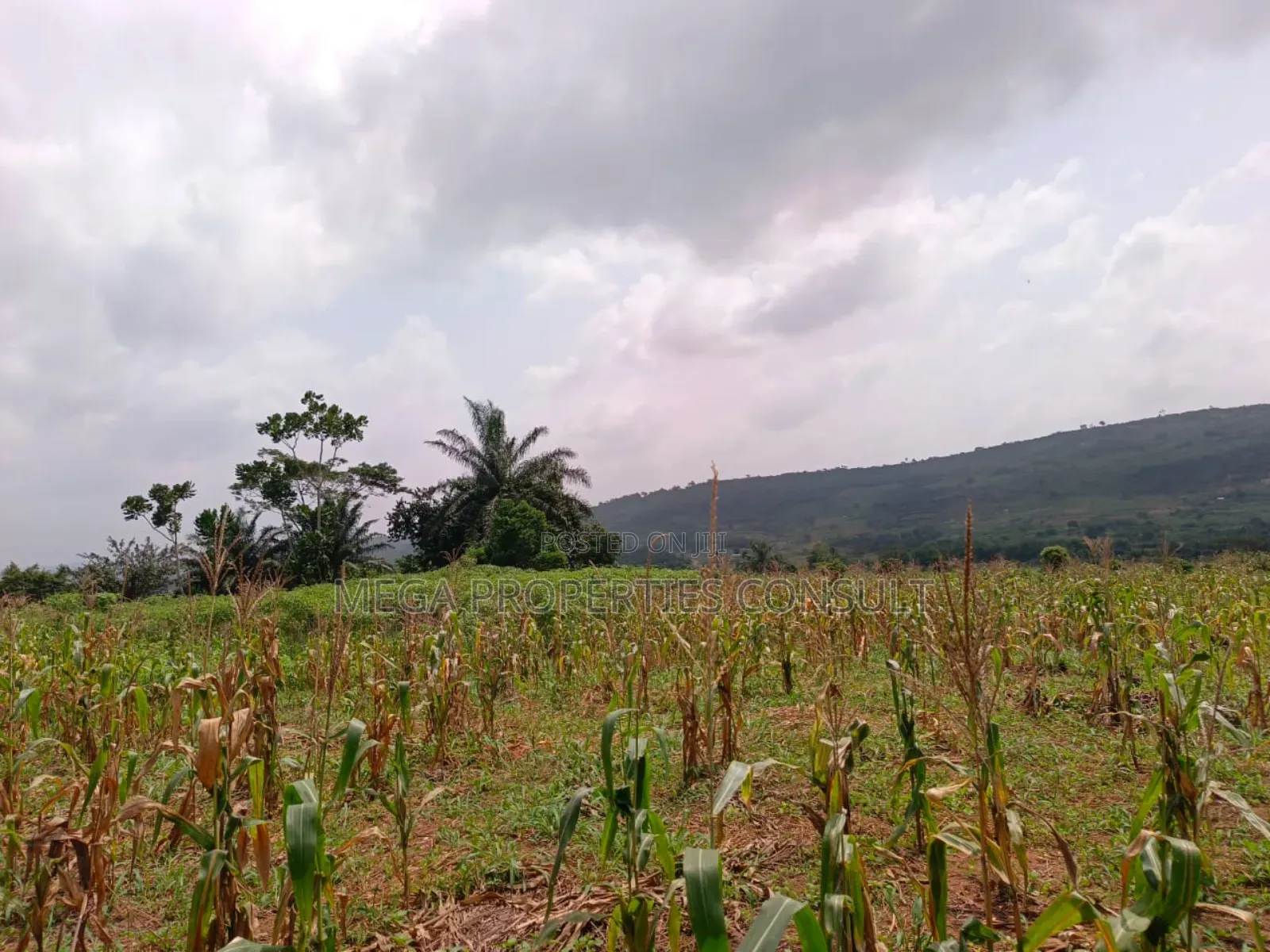 Acres of Farmland for Sale in Eastern Region