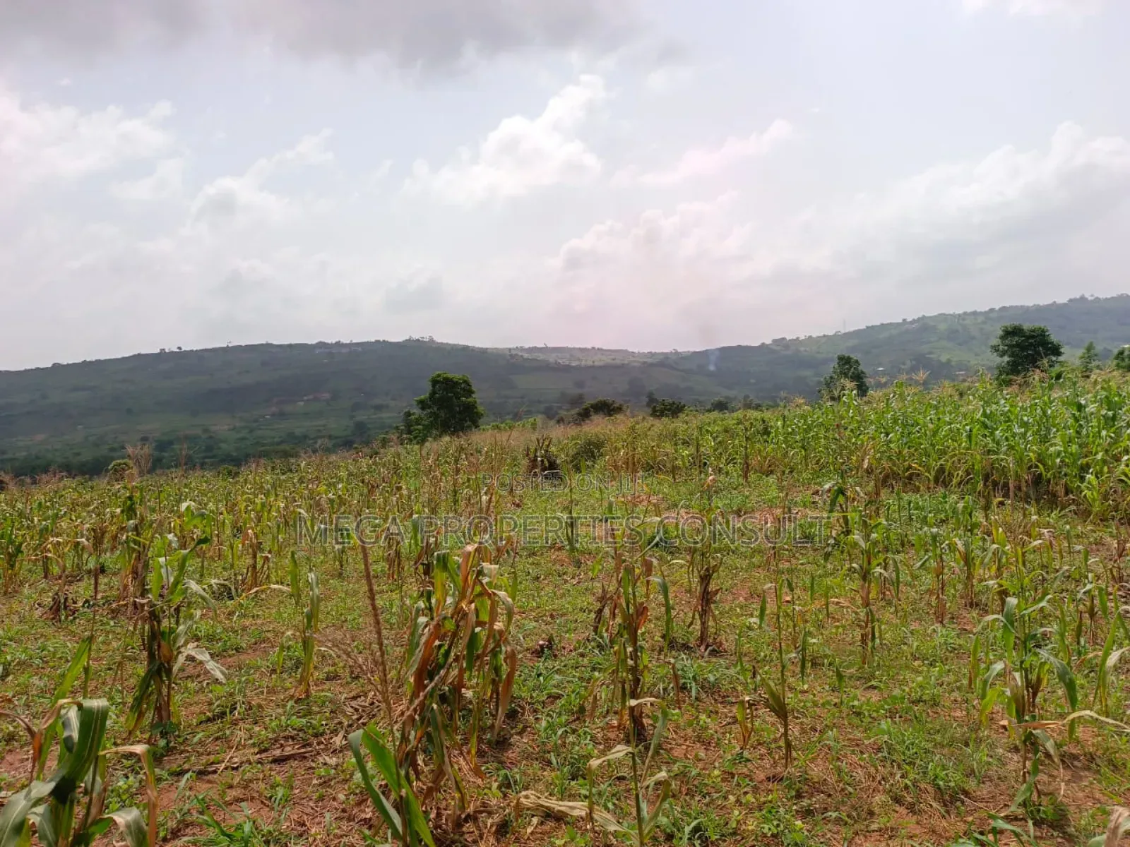 Acres of Farmland for Sale in Eastern Region