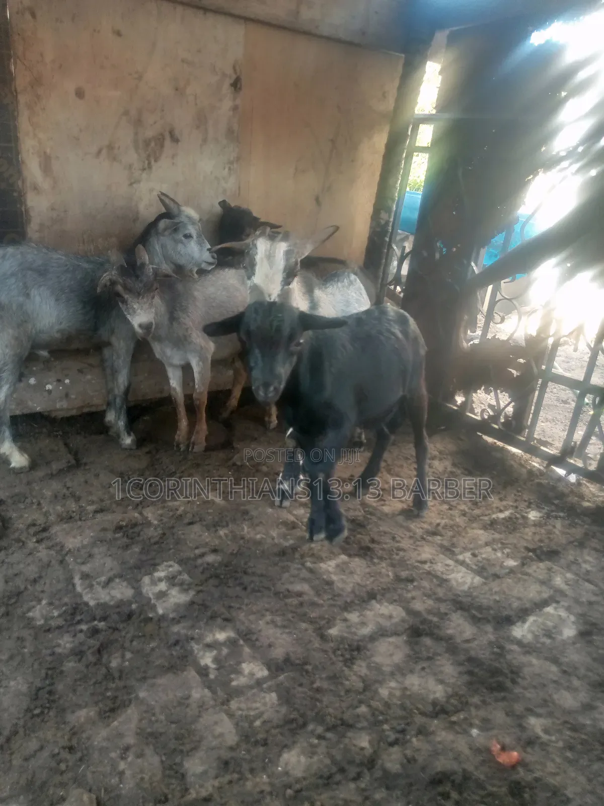 Healthy Goats for Sale