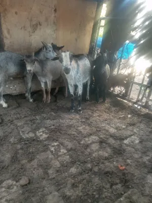 Healthy Goats for Sale