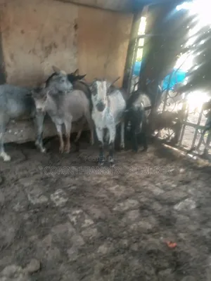 Healthy Goats for Sale