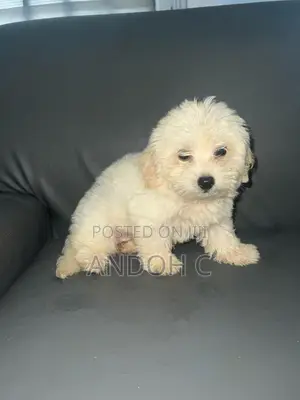 0-1 month Female Purebred Poodle
