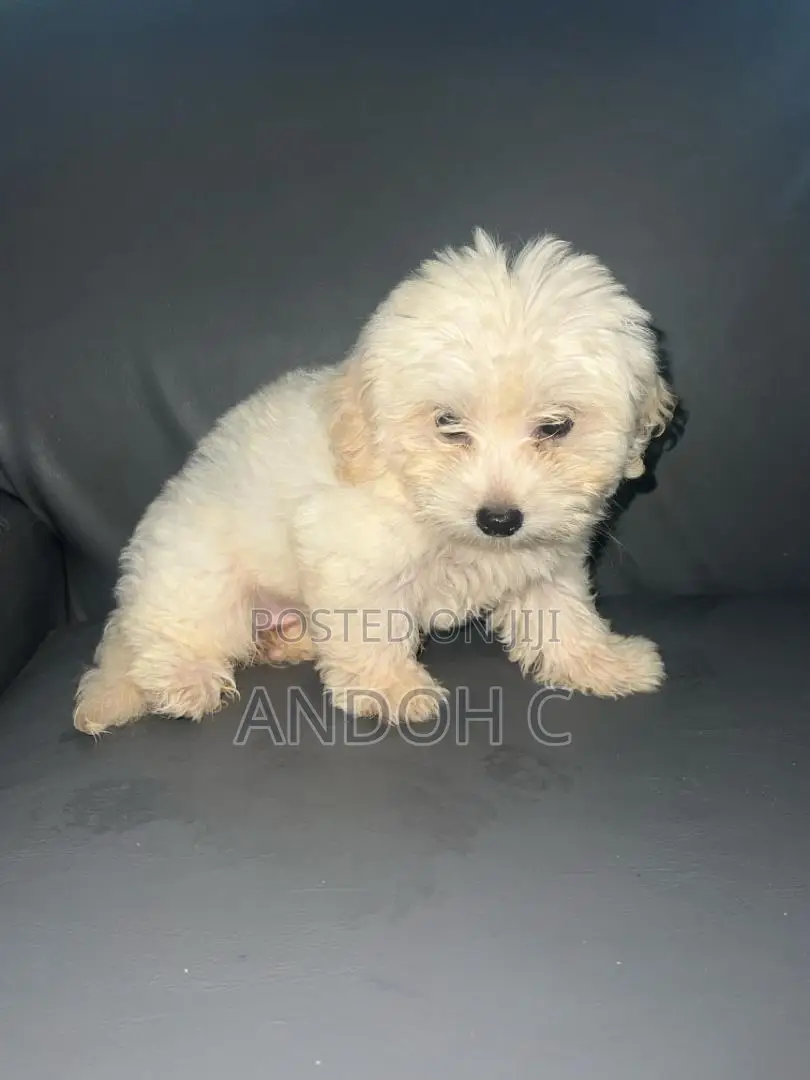 0-1 month Female Purebred Poodle