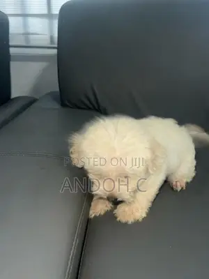 0-1 month Female Purebred Poodle