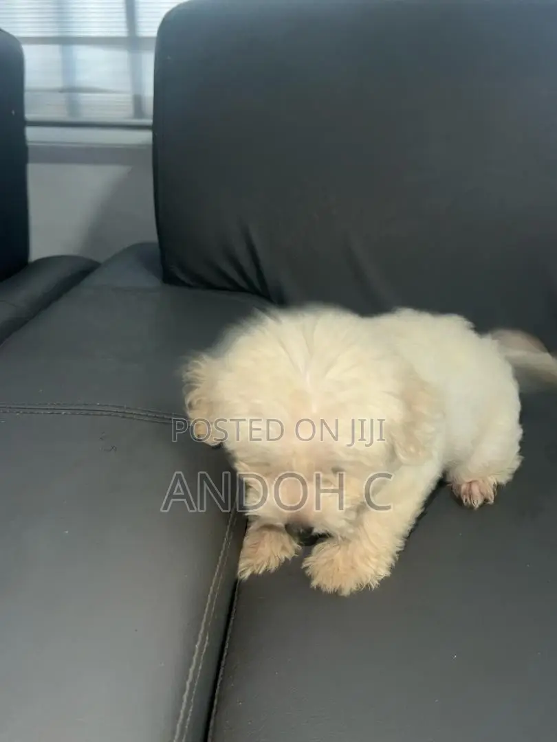 0-1 month Female Purebred Poodle